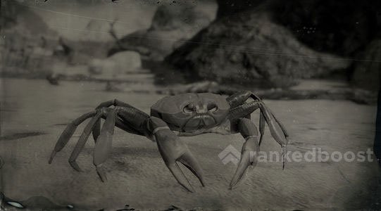 Red Dead Redemption 2 Crab